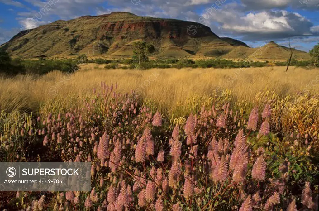 mulla mulla, flowers in the Pilbara, Western Australia, Australia
