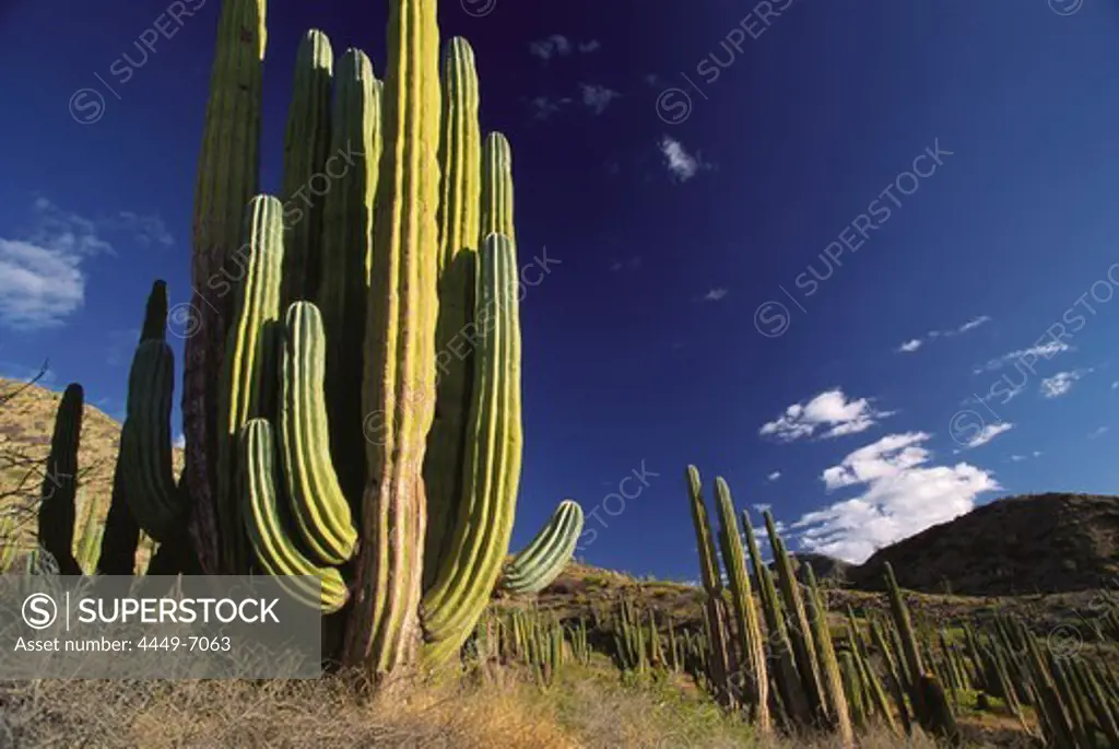 Cardon cactuses in the sunlight, Catalina Island, Baja California, Mexico, America