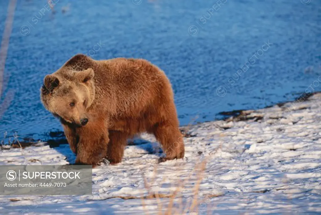 Brown Bear on the shore in winter, Ursus arctos, USA