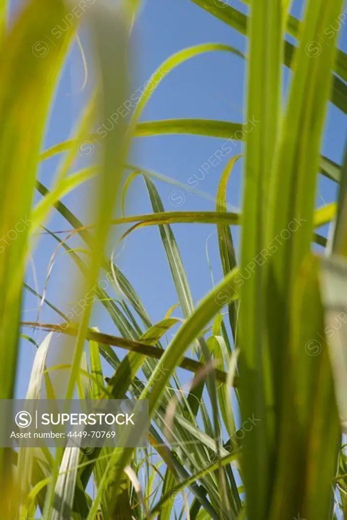 Sugarcane Field, Near Souillac, Savanne District, Mauritius