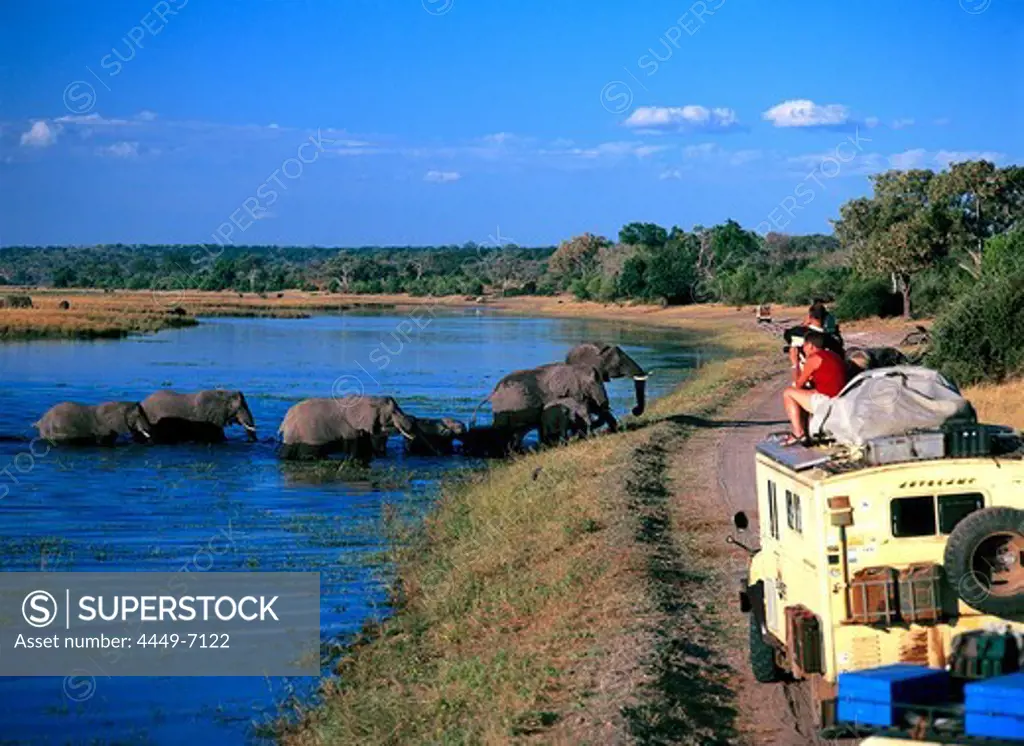 Elephants crossing the Chobe River, Safari, Chobe National Park, Botswana