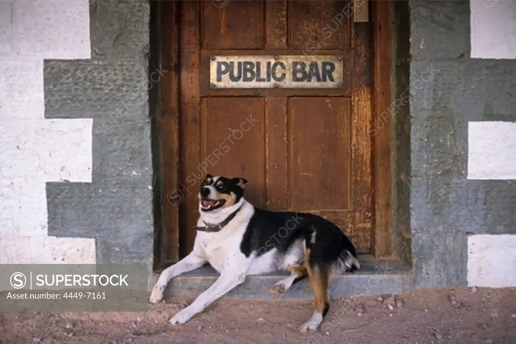dog at Birdsville Pub door, Queensland, Australia