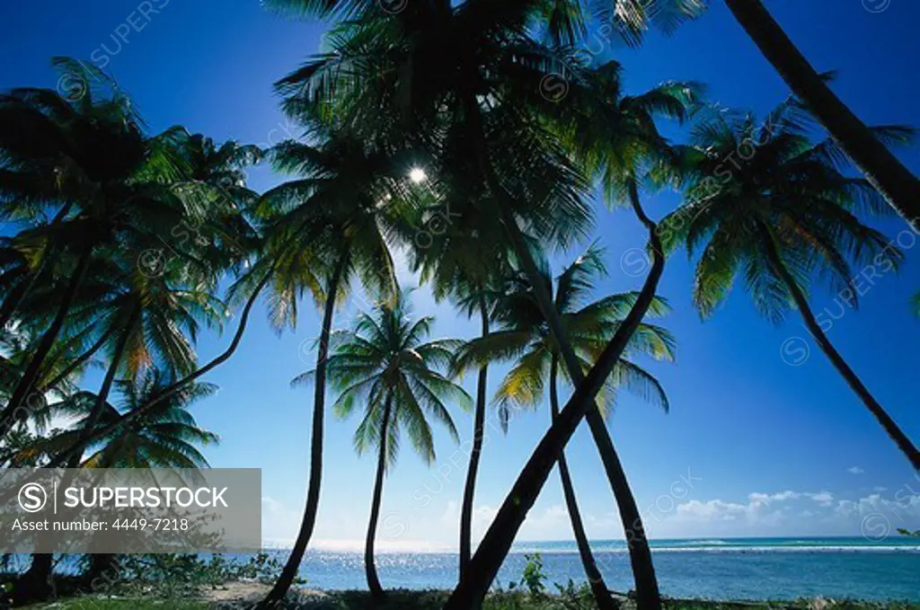 Palm beach, Coconut palms, Tobago, West Indies, Caribbean