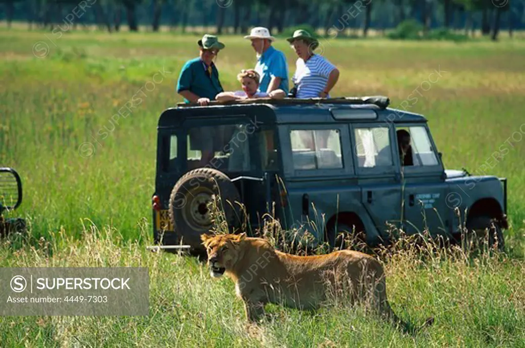 Lion Safari tour with jeep, Masai Mara, Kenya, Africa