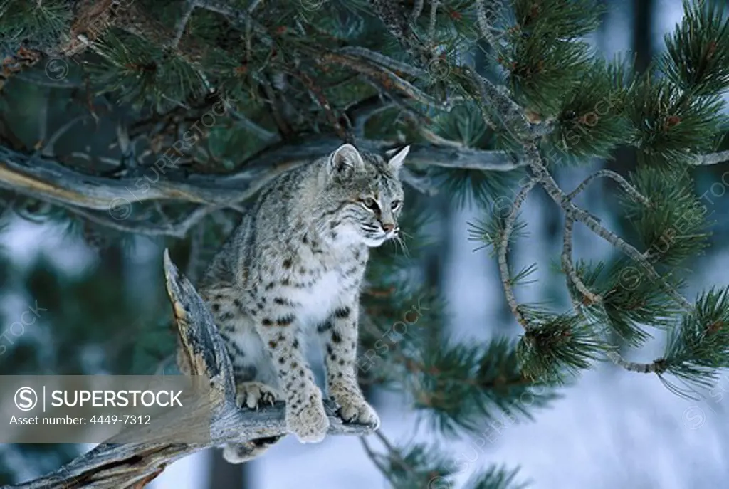 Bobcat, Red lynx sitting on a branch, Lynx rufus, Animals