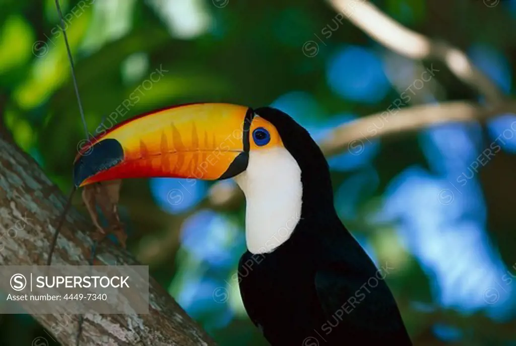 Toco toucan, Ramphastos toco, Pantanal, Brazil, South America