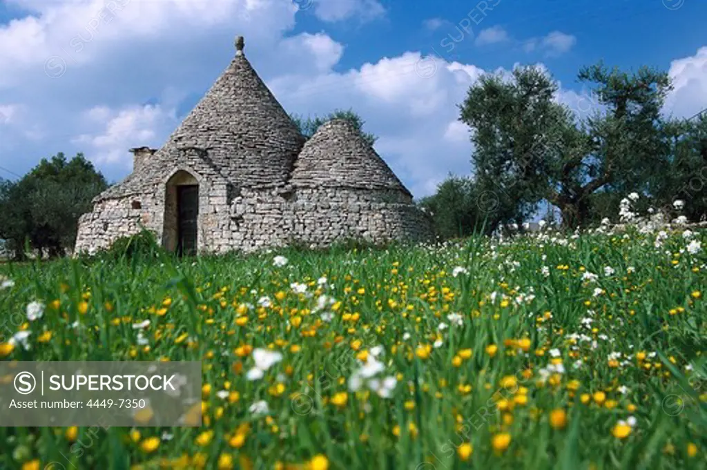 Flower meadow in front of Trullo House, Flower Meadow, Apulia, Italy