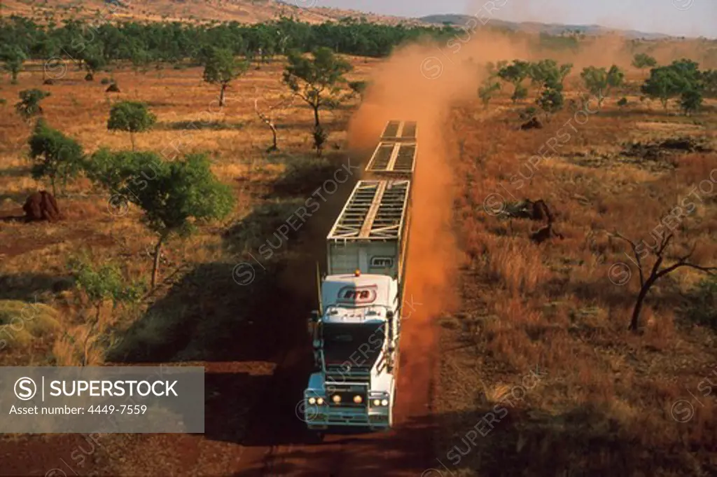 Road train in the desert, Cattle transport, dirt road of Kimberleys, Kimberley, Western Australia, Australia