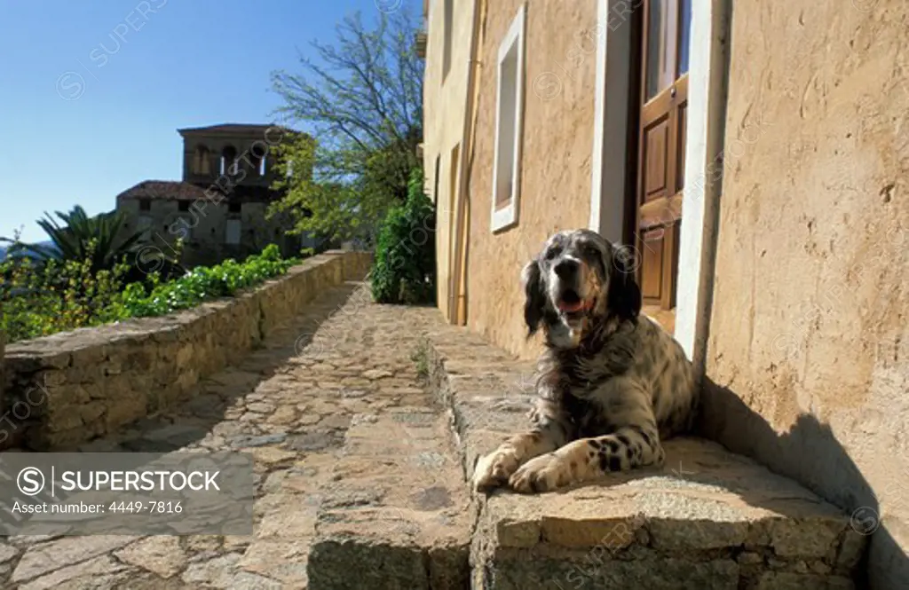 Dog in village Lama, Nebbio, Corsica, France