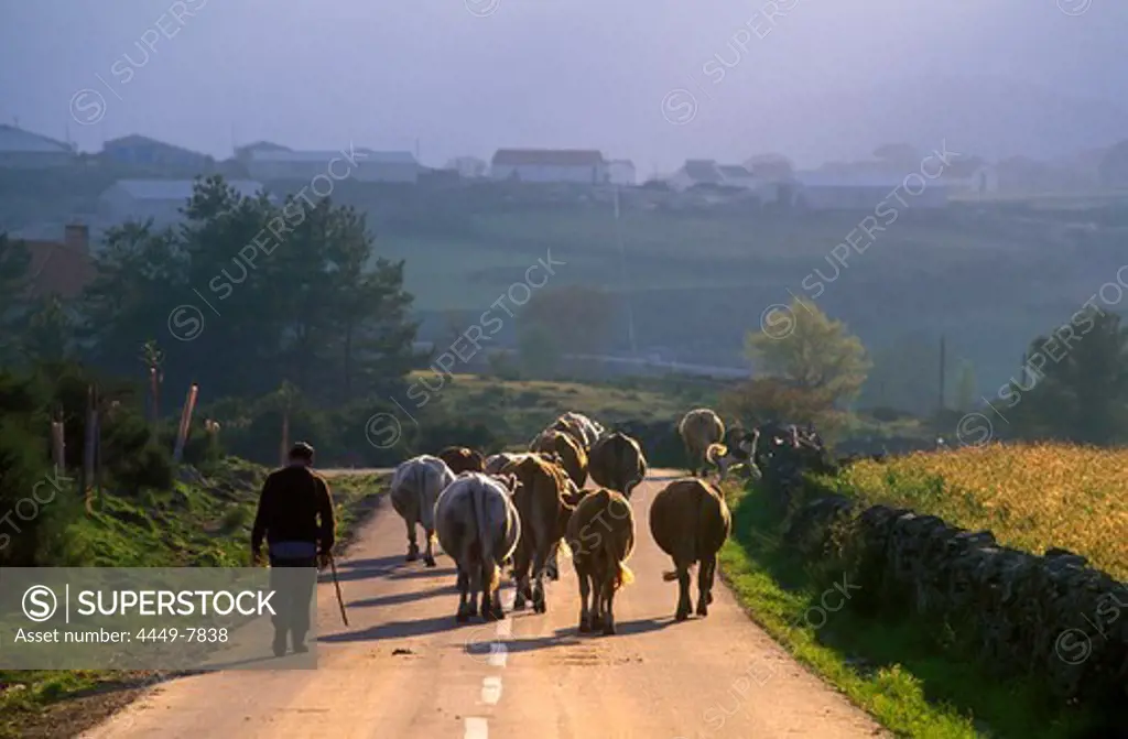 Cattle drive to Pitoes des Junias, Serra do Geres, Portugal