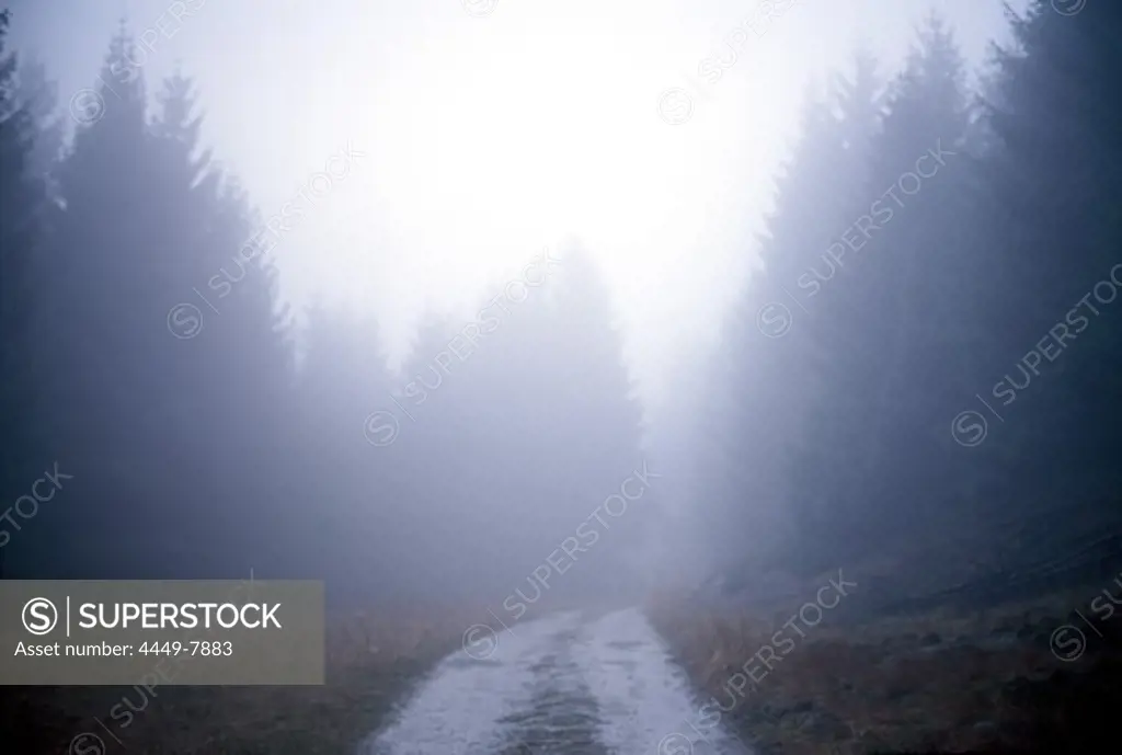 Conifers and an alley in the fog, Teutoburger forest, North Rhine-Westphalia, Germany