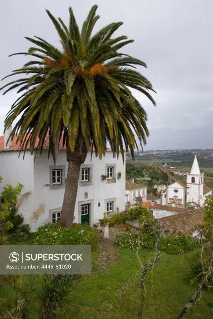 Town of Obidos with palm tree, Obidos, Leiria, Estremadura, Portugal