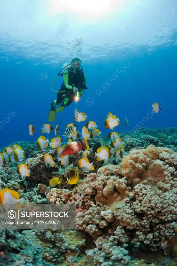 Pyramid Butterflyfishes and Diver, Hemitaurichthys polyepis, Molokini Crater, Maui, Hawaii, USA