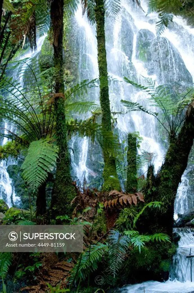 View at teh Bridal Vail Falls behind tree ferns, North Island, New Zealand, Oceania