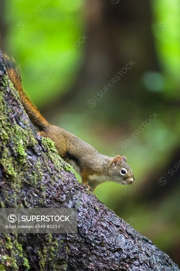 A squirrel on a trunk, Mitkof Island, Southeast-Alaska, USA