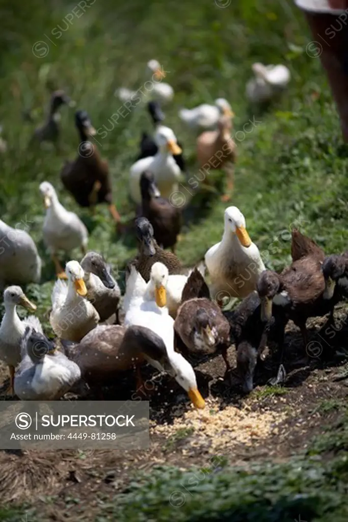 Diepholz geese eating, biological dynamic (bio-dynamic) farming, Demeter, Lower Saxony, Germany