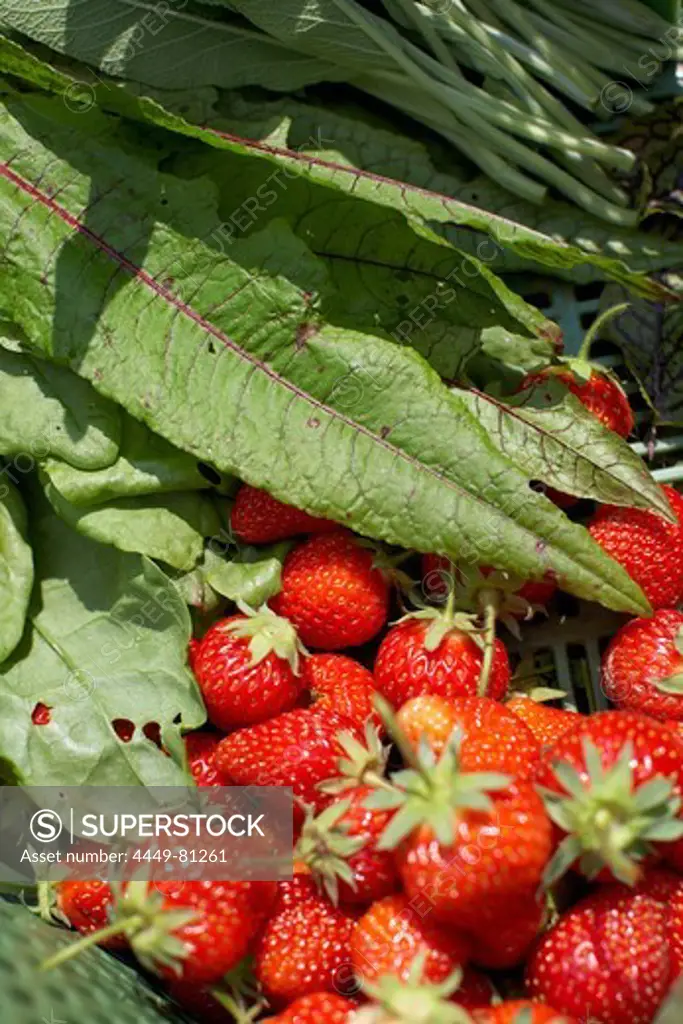Strawberries and garden sorrel, biological dynamic (bio-dynamic) farming, Demeter, Lower Saxony, Germany