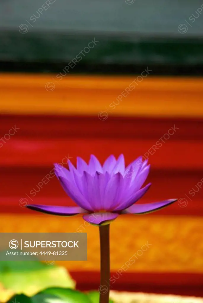 Water lilly at the Chinese temple in Benoa, southern Bali, Indonesia, Asia