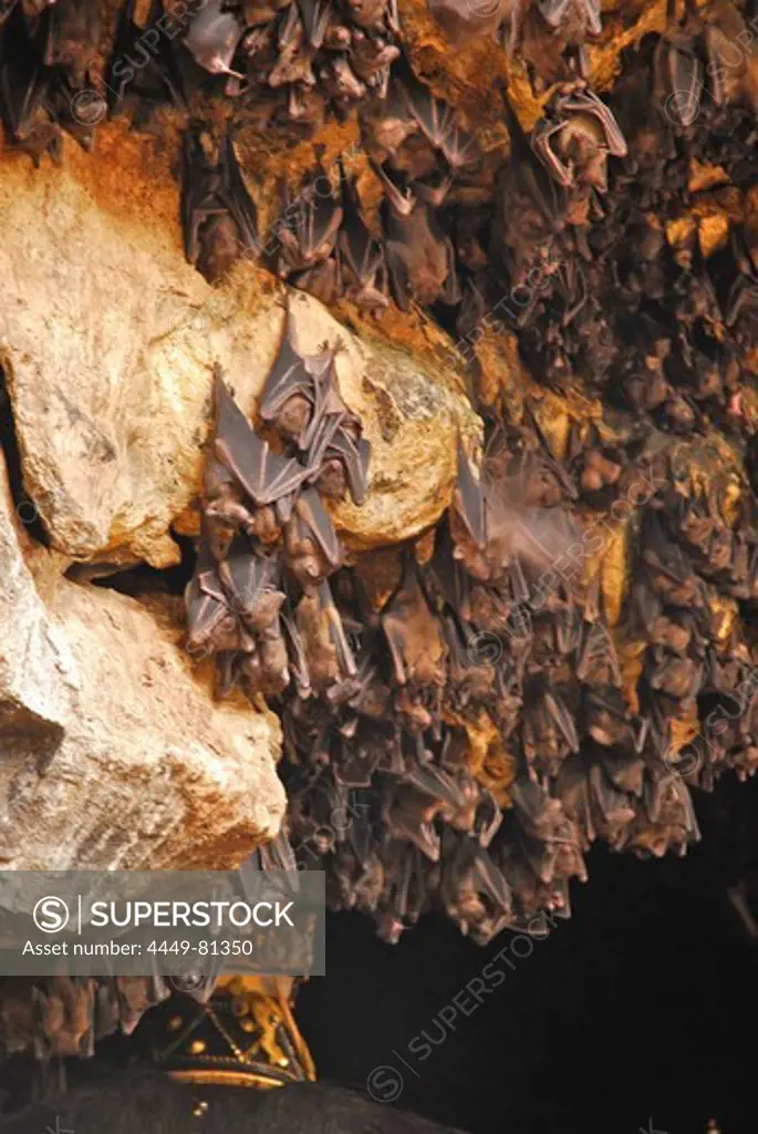 Bats hanging on rocks in a cave, Goa Lawah, East Bali, Indonesia, Asia