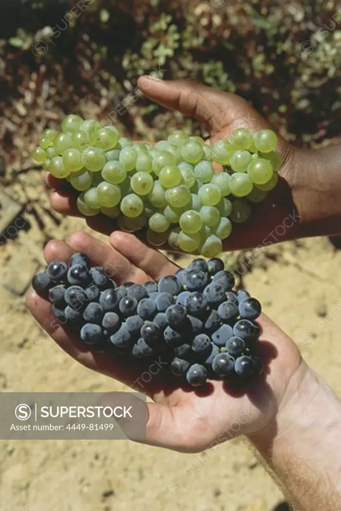 Black hand holding Chardonnay, white hand holding Pinot Noir grapes, Bouchyard Finlayson Estate, Walker Bay, Western Cape, South Africa