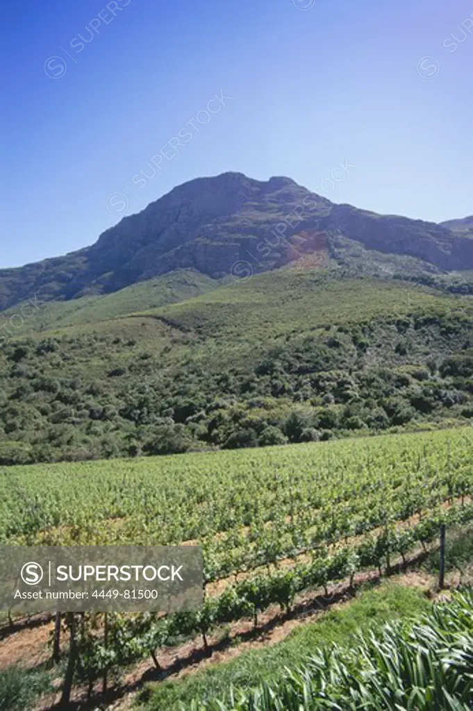 Vineyard impression at De Trafford Winery, Stellenbosch, Western Cape, South Africa, Africa