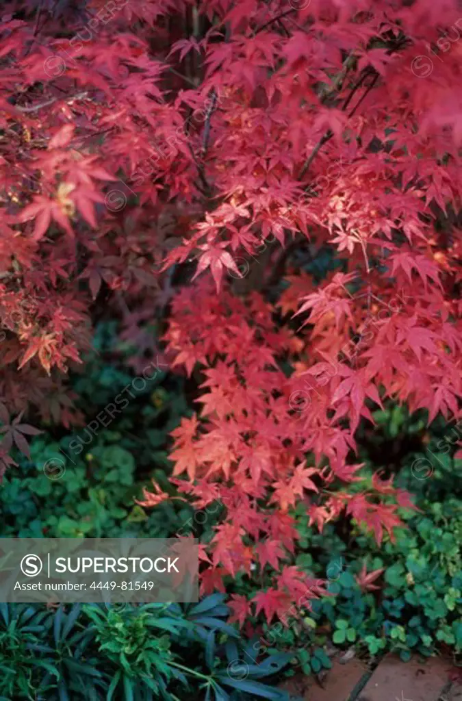 Red maple tree leaves, Germany