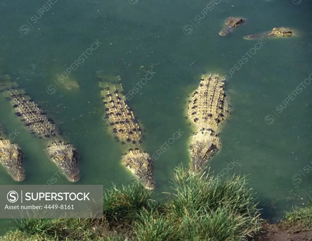 Saltwater crocodiles waiting for lunch, Arnhem Land, Northern Territory Australia