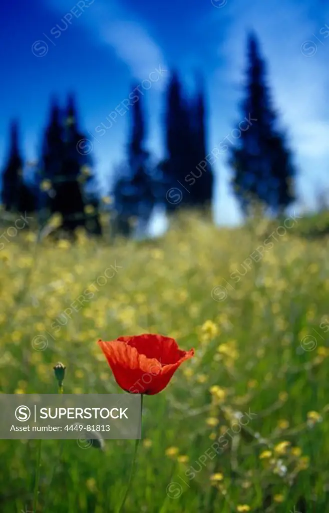 Poppy and cypresses, Val d´Orcia, Tuscany, Italy, Europe