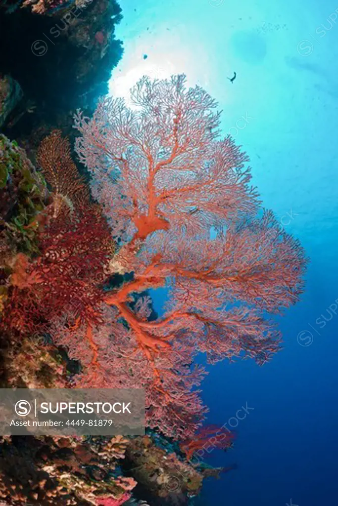 Reef with Sea Fan, Melithaea, Peleliu Wall, Micronesia, Palau