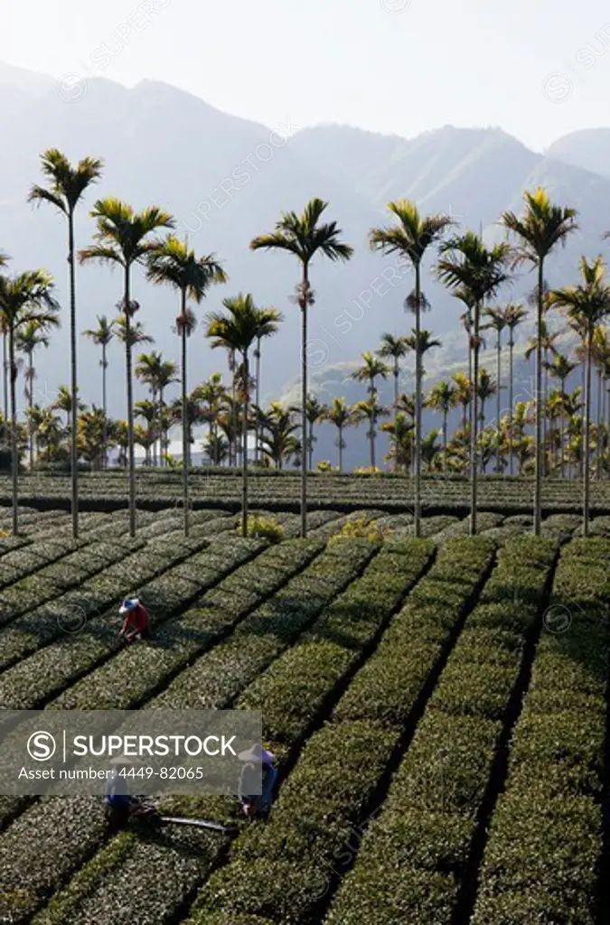 Areca, tea farmers working on a tea plantation, Rueili, Alishan, Taiwan, Asia