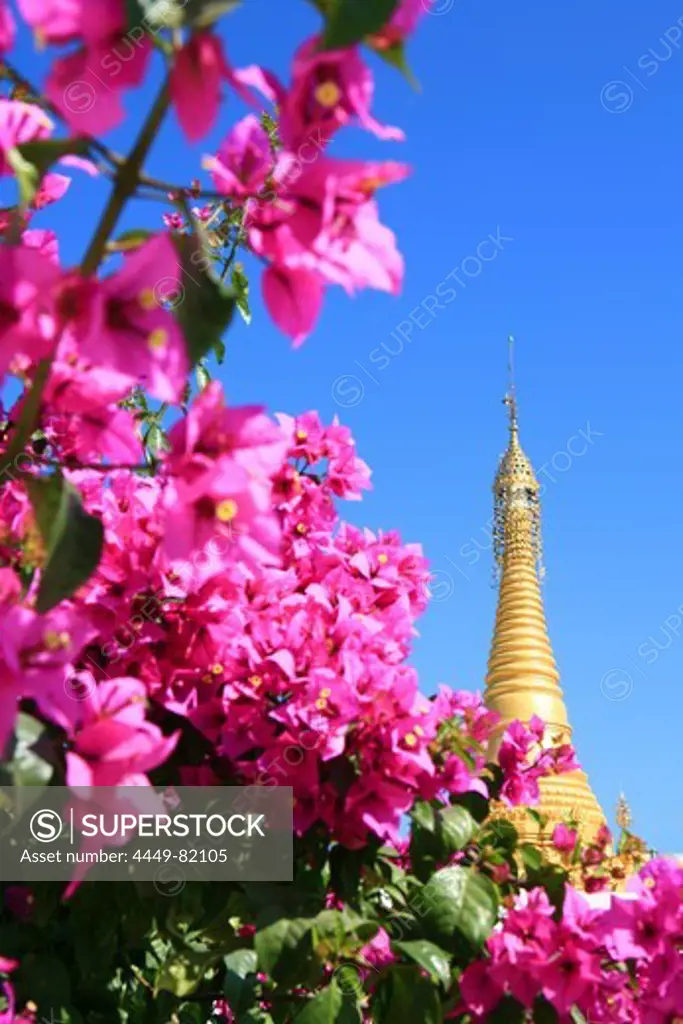 Golden stupa of the pagoda of the Shwe Yan Bye Monastery behind blooming Bougainvillea, Nyaungshwe, Inle Lake, Shan State, Myanmar, Burma, Asia