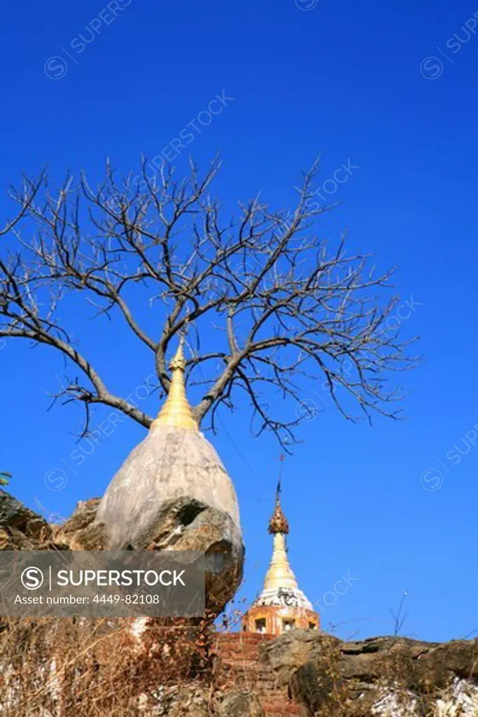 Stupas and bare tree under blue sky, Khaung Daing, Shan State, Myanmar, Burma, Asia