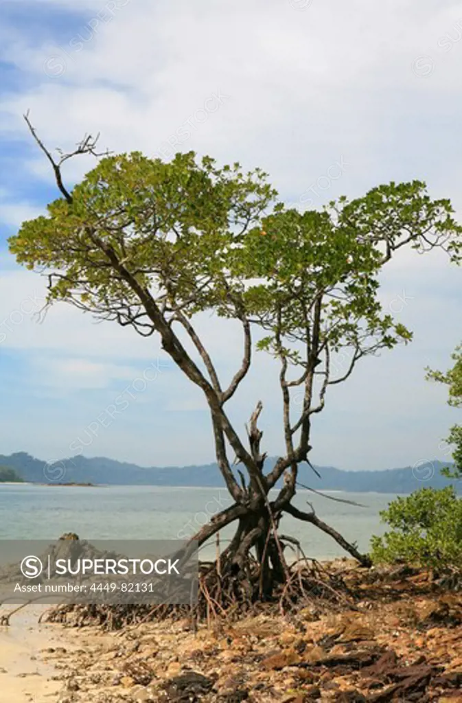 Mangrove on an uninhabited island under clouded sky, Mergui Archipelago, Andaman Sea, Myanmar, Burma, Asia