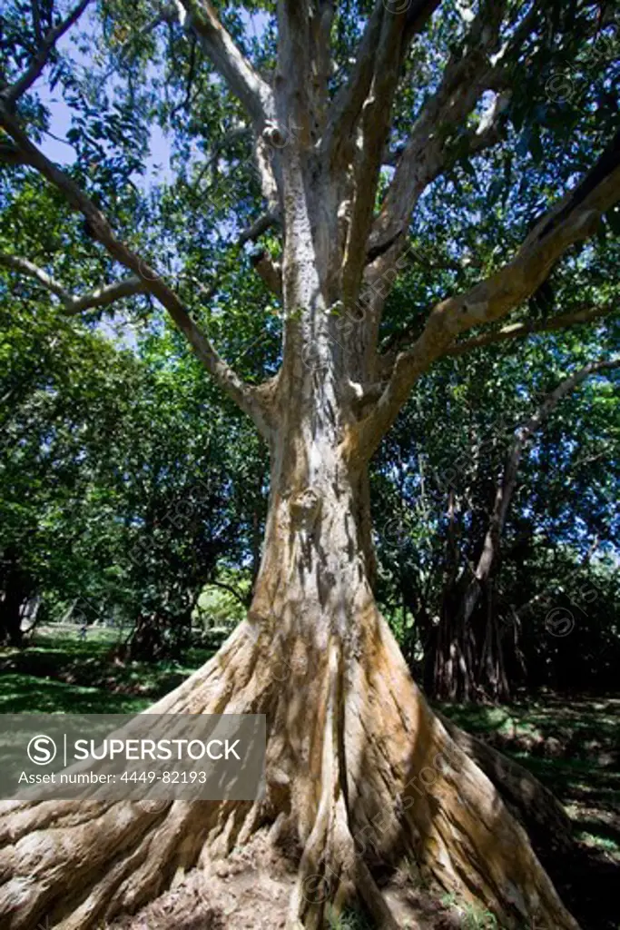 Sir Seewoosagur Ramgoolam Royal Botanical Garden of Pamplemousses, Gian t Tree, Mauritius, Africa