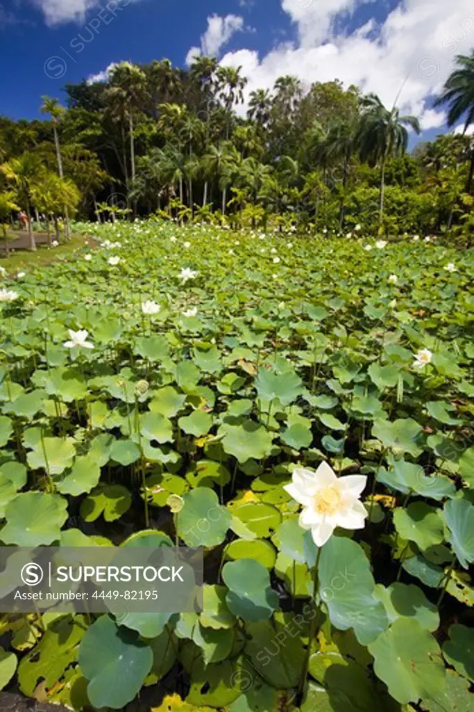 Mauritius, Africa Nymphea Lotus flower tank in Sir Seewoosagur Ramgoolam Royal Botanical Garden of Pamplemousses, Mauritius, Africa