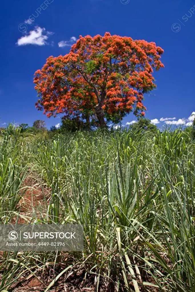 Flame Tree, Flamboyant, Royal Poinciana, sugar cane fields, Mauritius, Africa