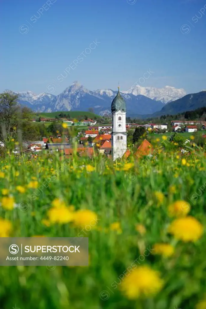 View over meadow with dandelion to Nesselwang, Allgaeu, Swabia, Bavaria, Germany