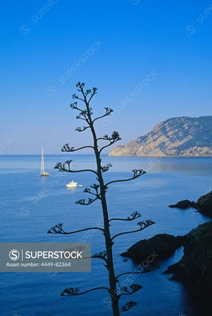 Vegetation, rocky coast and ocean under blue sky, Cinque Terre, Liguria, Italian Riviera, Italy, Europe