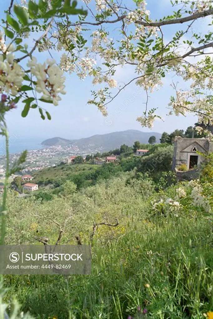 Spring blossom along the coast, Castellabate, Cilento, Italy