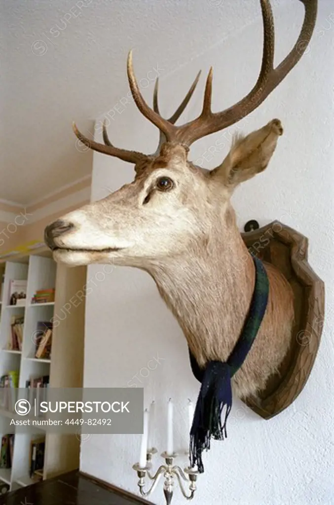 Stuffed deer head with scarf, Decoration, Living Room
