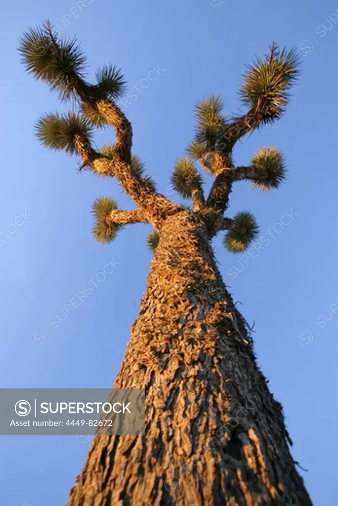 Joshua Tree at Sunset, Joshua Tree National Park, Twentynine Palms, California, USA