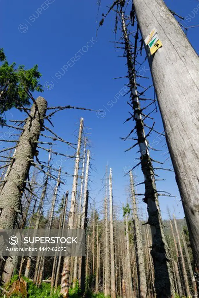 Dead forest, Great Rachel, Bavarian Forest National Park, Lower Bavaria, Bavaria, Germany