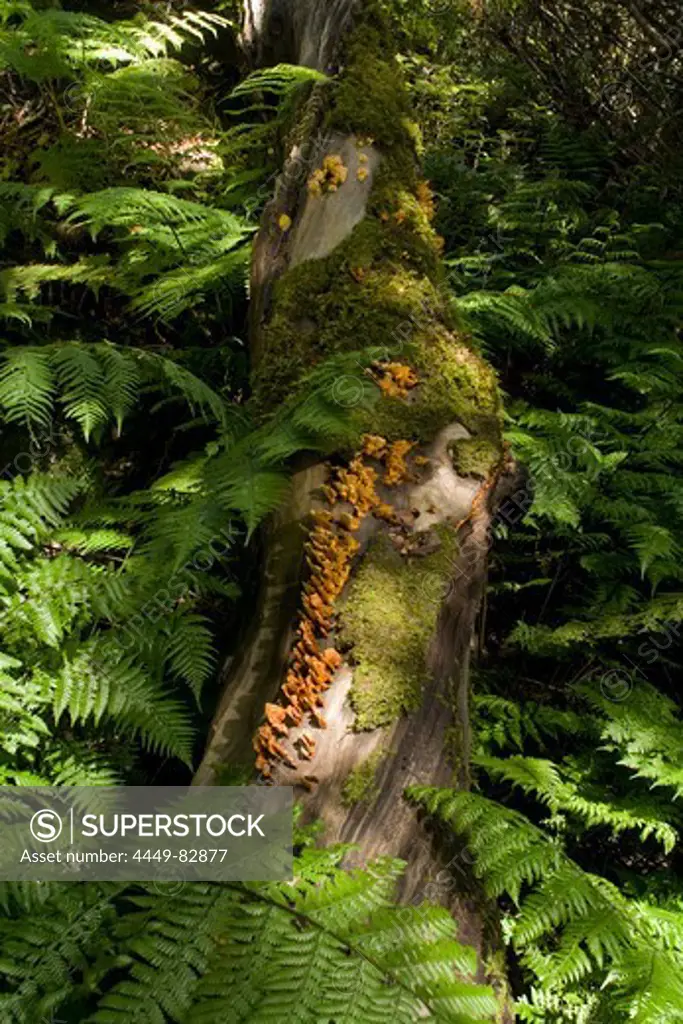Bracket fungi and ferns in the laurel forest, Anaga mountains, Parque Rural de Anaga, Tenerife, Canary Islands, Spain, Europe