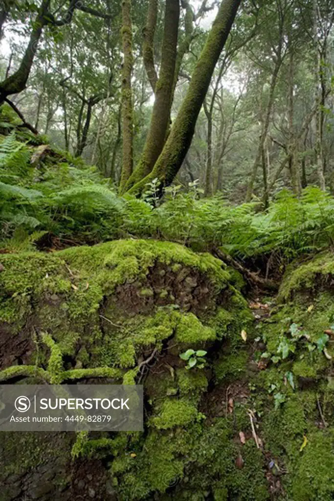 Mossy roots in the laurel forest, Anaga mountains, Parque Rural de Anaga, Tenerife, Canary Islands, Spain, Europe