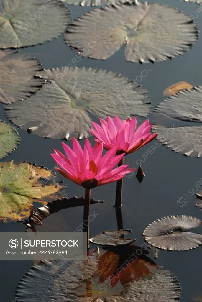 Water lily in Sukothai Historical Park, Central Thailand, Asia