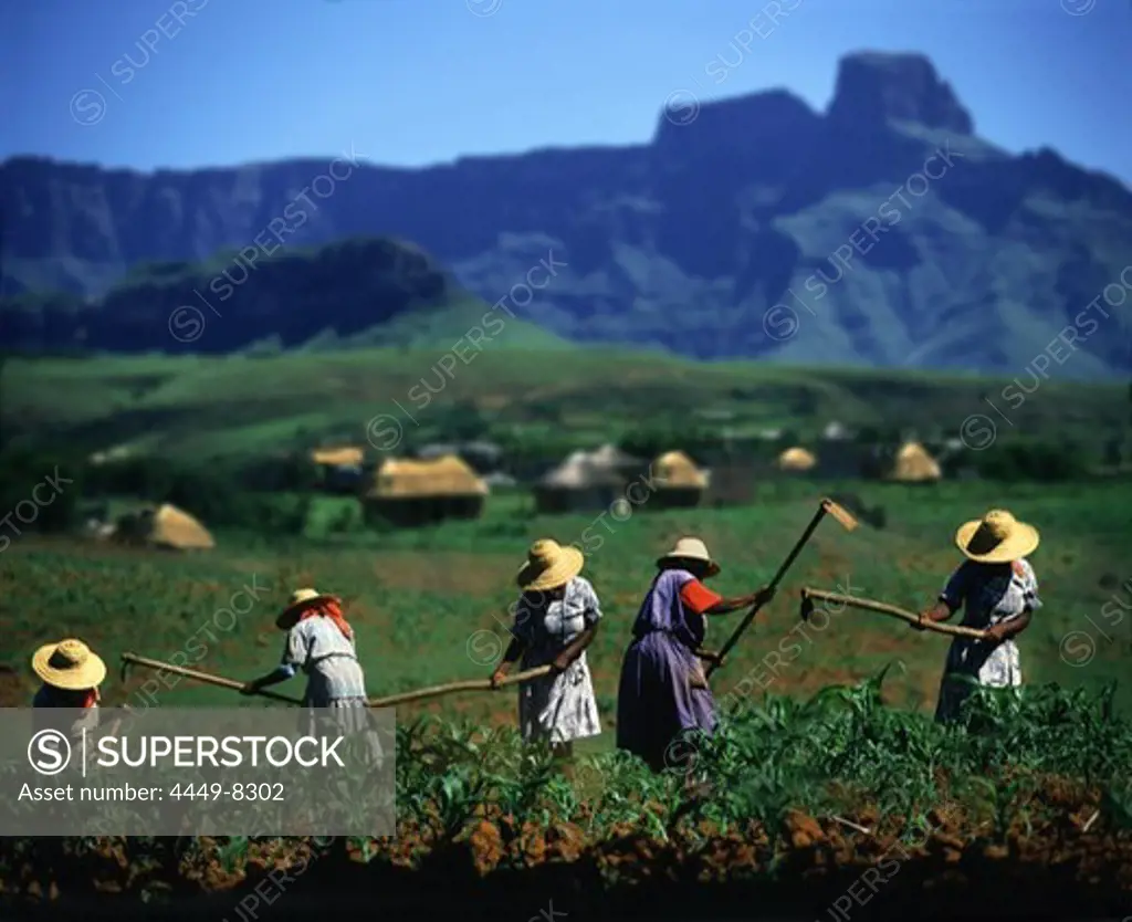 Women working on a field, village and Drakensberge in the background, Kwazulu Natal, South Africa, Africa