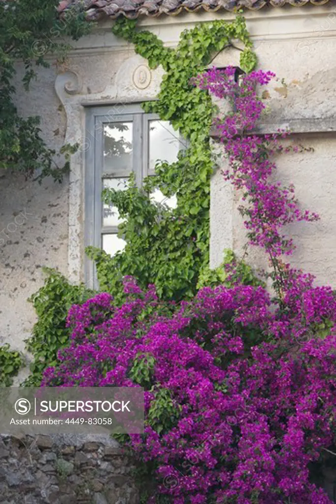 Bougainvillea climbing up an old wall in Castellabate, Cilento, Campania, Italy