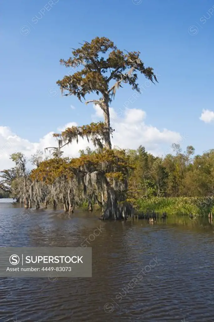 Old cedar trees with spanish moss on the edge of a bayou, Attakapas Landing on Lake Verret, near Pierre Part, Louisiana, USA