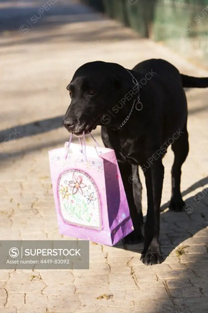 Dog carrying a shopping bag, Mexico City, Mexico D.F., Mexico