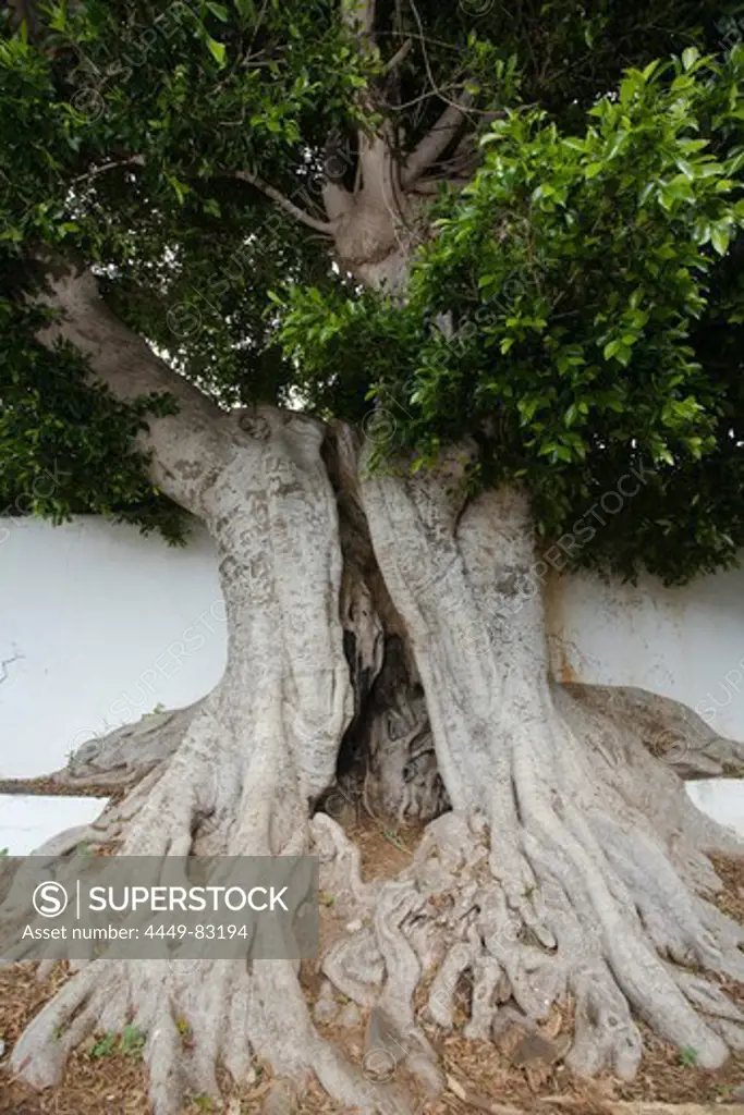 Laurel tree at the pilgrimage church, Santuario de Nuestra Senora de Las Nieves, Las Nieves, near Santa Cruz de La Palma, UNESCO Biosphere Reserve, La Palma, Canary Islands, Spain, Europe
